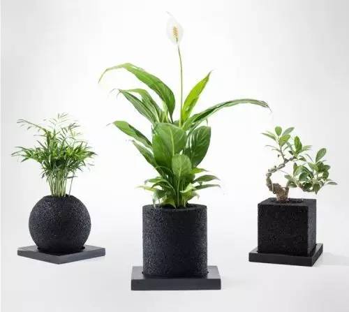 怎么除甲醛靠得牢？竹炭、植物成***“騙局”