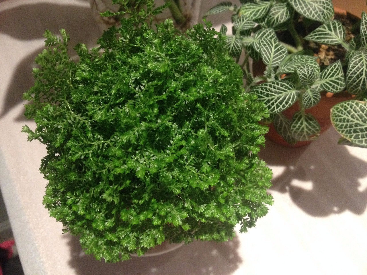 怎么除甲醛靠得牢？竹炭、植物成***“騙局”