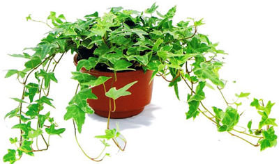 記住這四條規(guī)則，巧用植物甲醛治理！