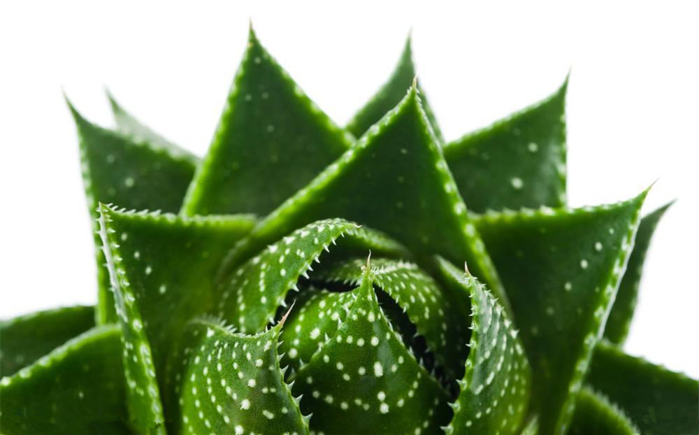 記住這四條規(guī)則，巧用植物甲醛治理！