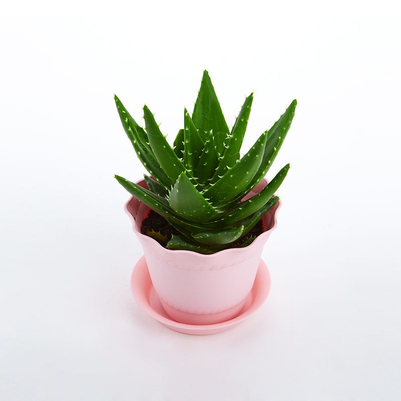 去除房間甲醛的植物有哪些？
