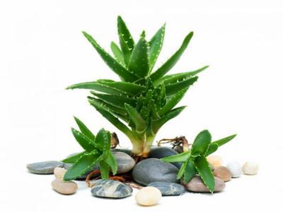 去除房間甲醛的植物有哪些？