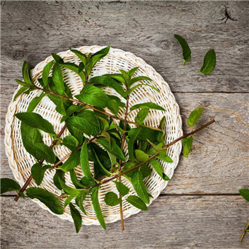 植物可以去甲醛嗎？甲醛治理原理是什么