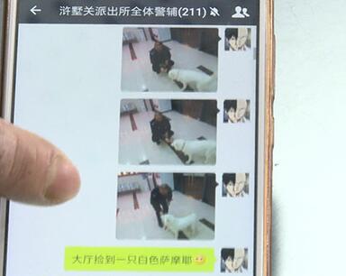 有問(wèn)題找警察，薩摩耶派出所報(bào)案，不注意這件事，對(duì)狗狗致命，警察蜀黍卻幫不上忙！