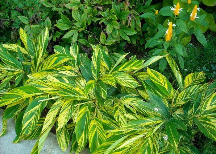 新房除甲醛，您一定不會(huì)失手！