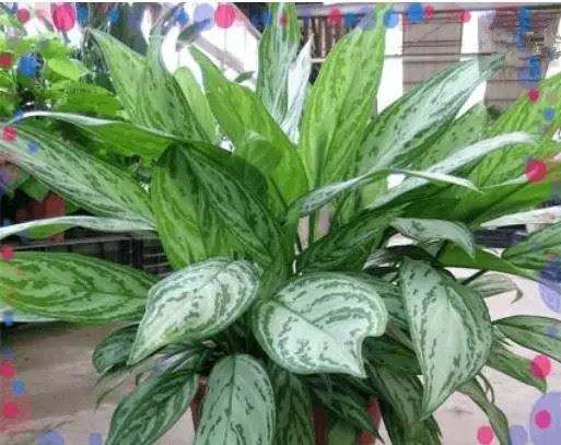 什么植物可以凈化空氣？