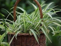 綠色植物大作戰(zhàn)，顏值最高的凈化空氣方法